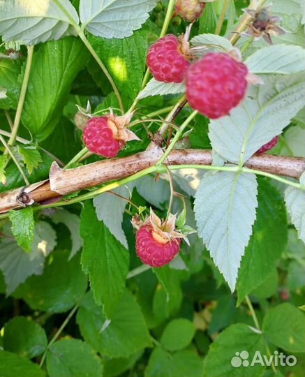 Ягоды Голубика, малина,черника