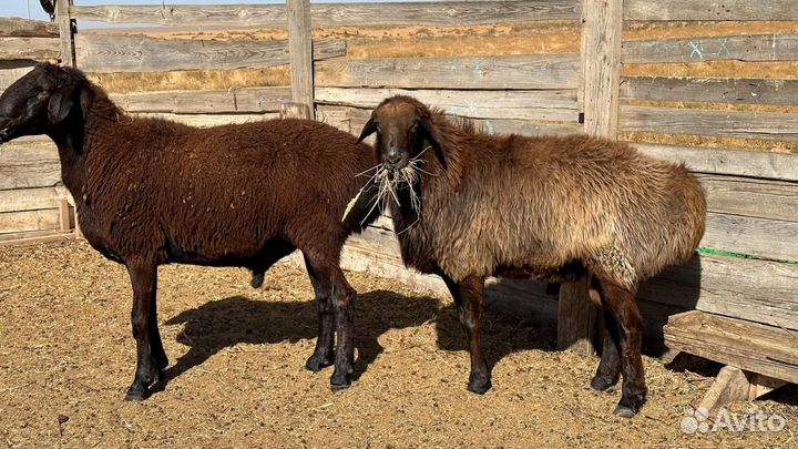 Овцы бараны