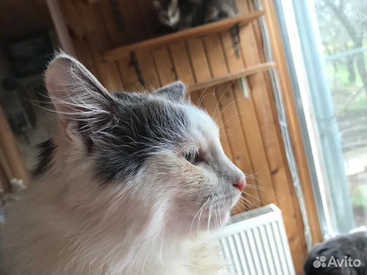 Кот Кузя в добрые руки