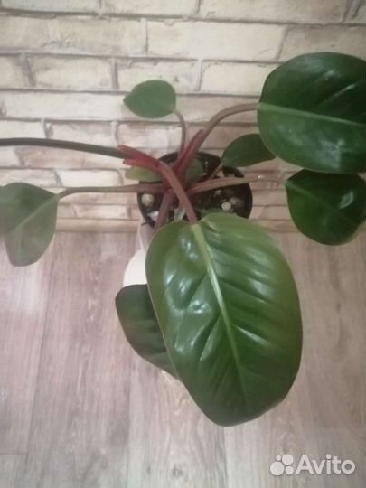 Филодендрон Rojo congo