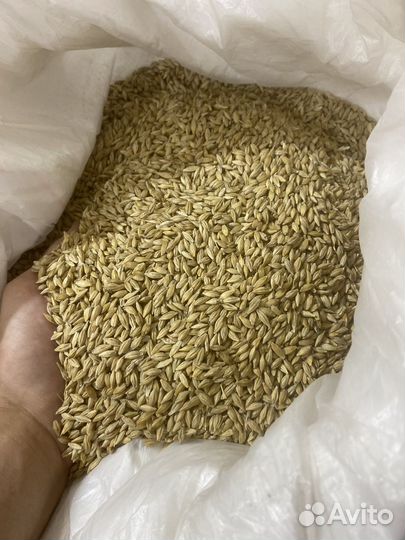 Пшеница ячмень овес кукуруза горох