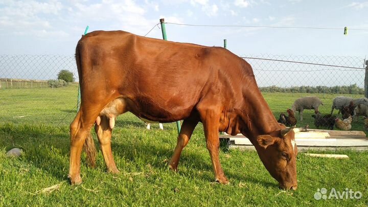 Корова дойная с теленком