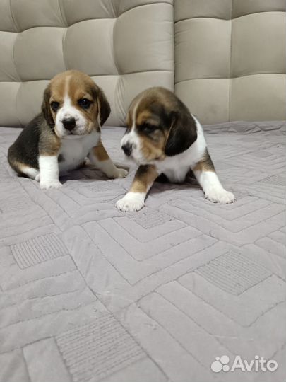 Бигль щенки