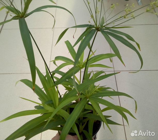 Циперус/Монстера/Солейролия/Рео/Пеперомия магнолие