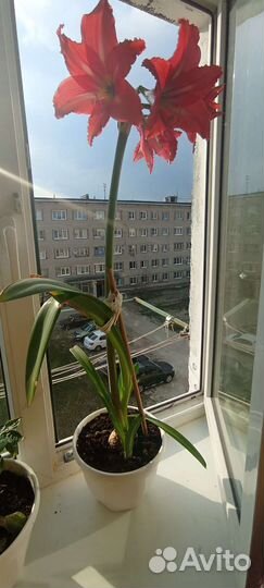 Дендробиум