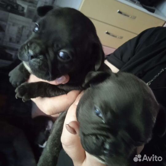 Французский бульдог щенки