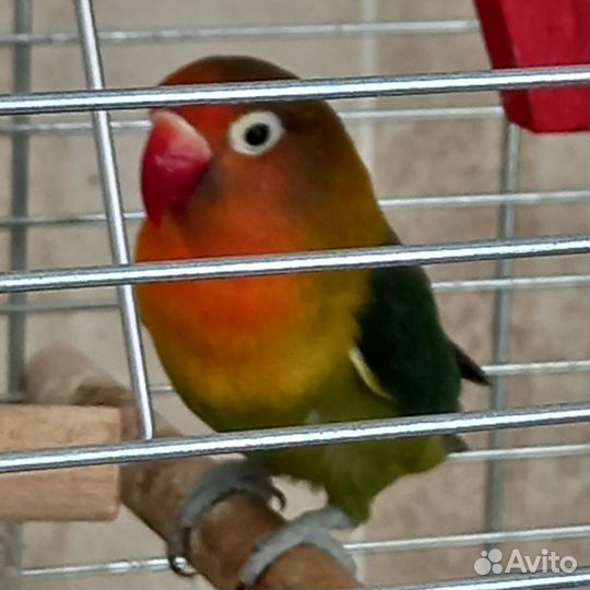 Попугай неразлучники. С клеткой