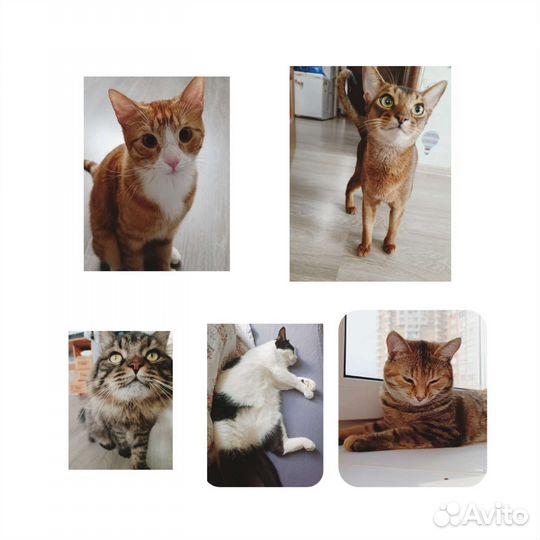 Животные на передержку