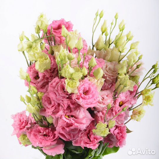 Эустома оптом. Живые цветы оптом. Сезонные цветы