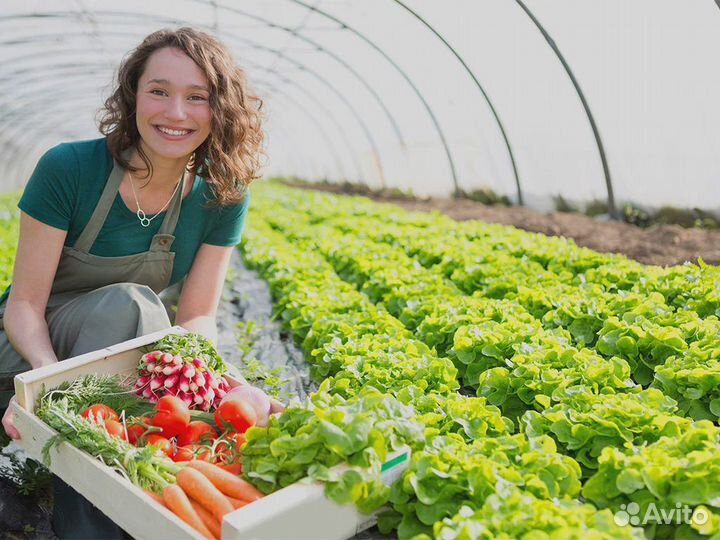 Фасовщица овощей в теплицу. Вахта с проживанием