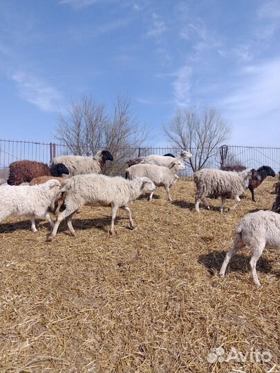 Катумские овцы