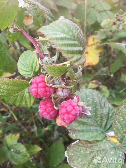 Малина ремонтантная, саженцы