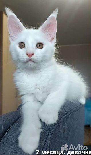 Котята мейн-кун