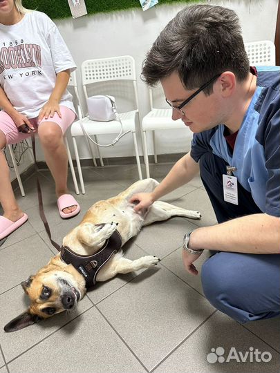 Ветеринарный врач Краснодар