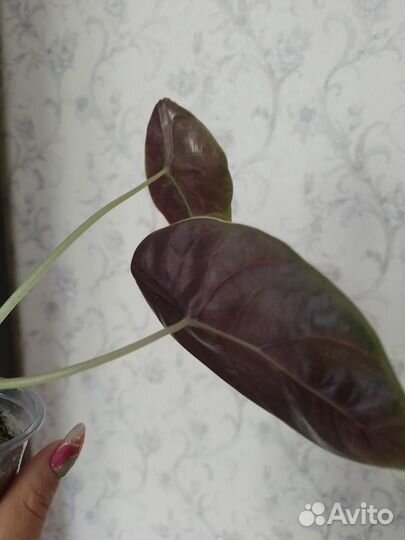 Алоказия азлани