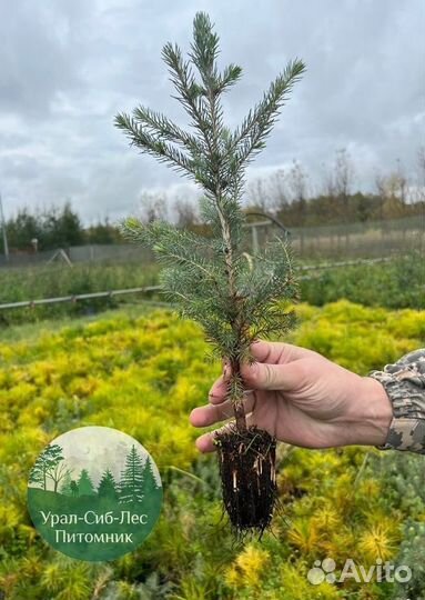 Сосна зкс окс сеянцы Ель Лиственница Голуб Горная