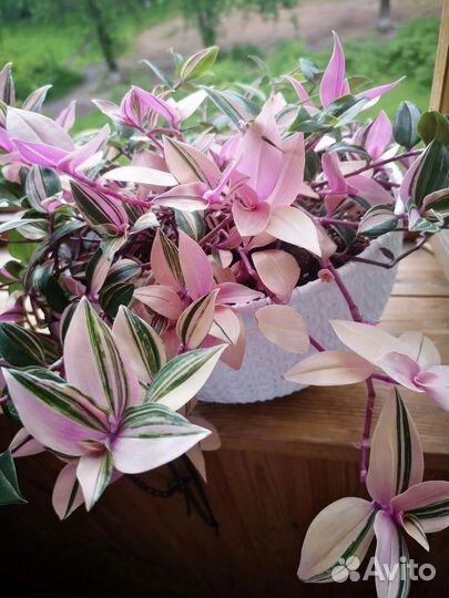 Сортовая традесканция