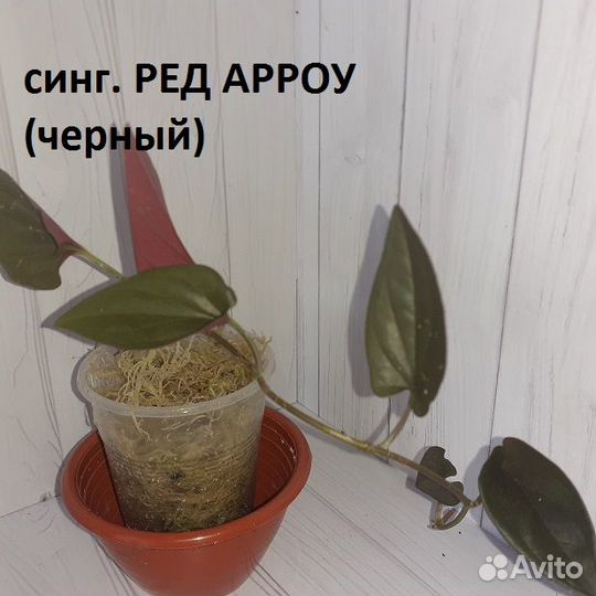 Сингониумы 3