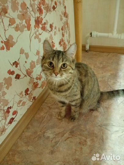 Случка кошки