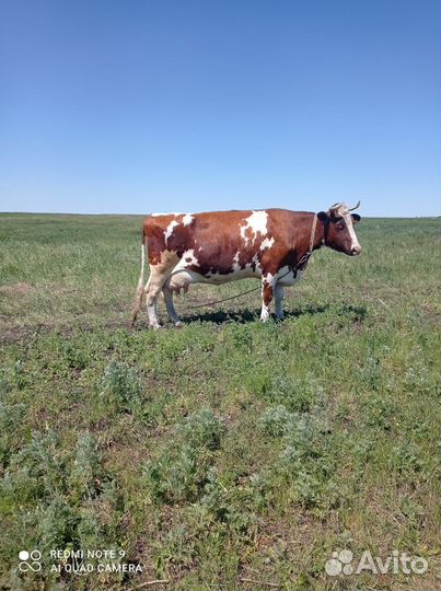 Корова высокоудойная