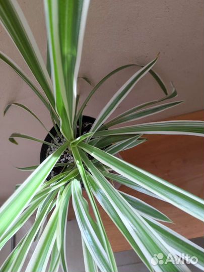 Хлорофитум,хлорофитум кудрявый