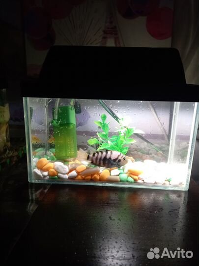 Аквариум с рыбками