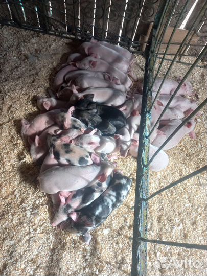 Продажа Свиней