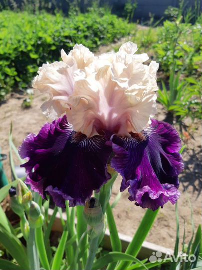 Ирис Роял Ордес