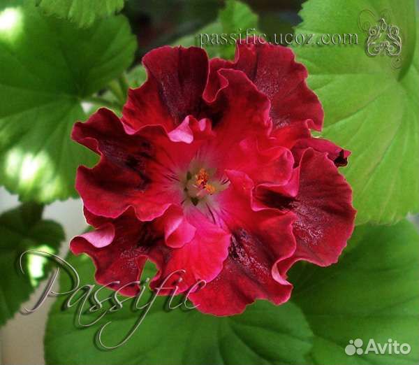 Тюльпановидные и другие сортовые пеларгонии