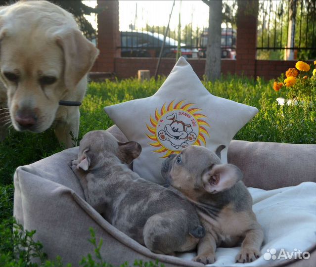Цветные Французята