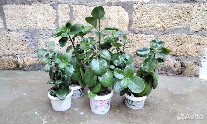 Алоэ и другие комн.растения