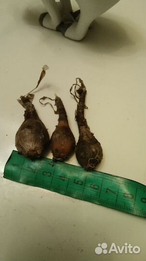 Зефирантес и Гибискус