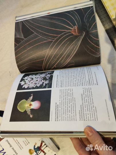 Комнатные растения Катарина Стенман