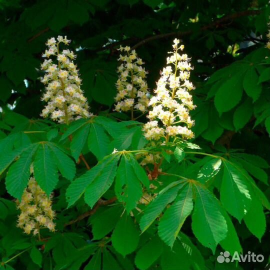 Каштан конский