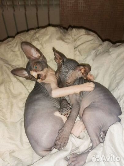 Канадский сфинкс