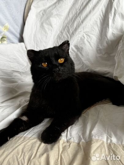 Кот Балу ищет дом