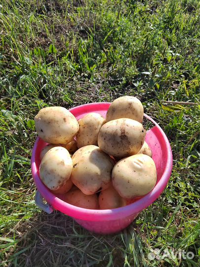 Продаю картофель