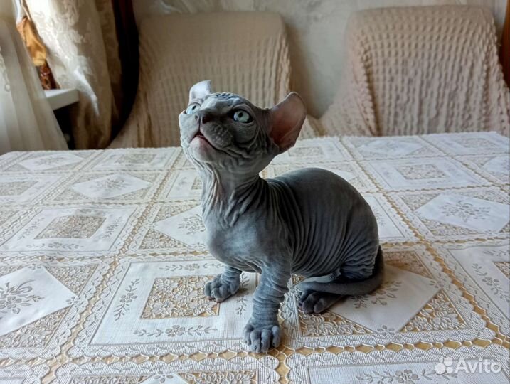 Эльф, двэльф