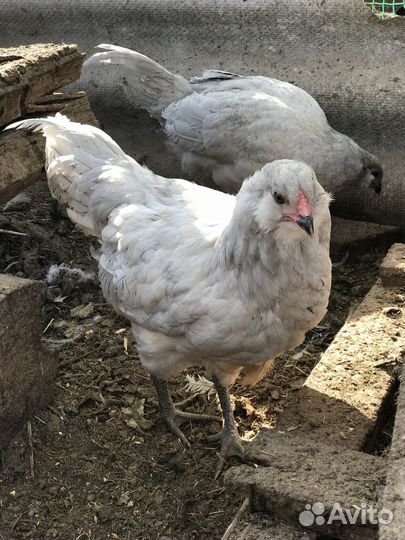 Петушки Амераукана, Брама