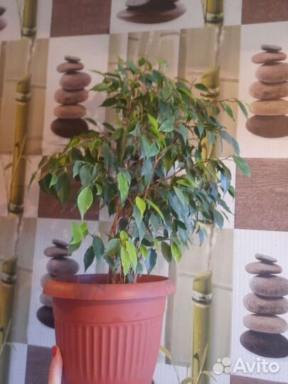 Бенджамина(березка)