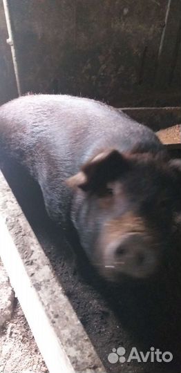 Свиньи живым весом