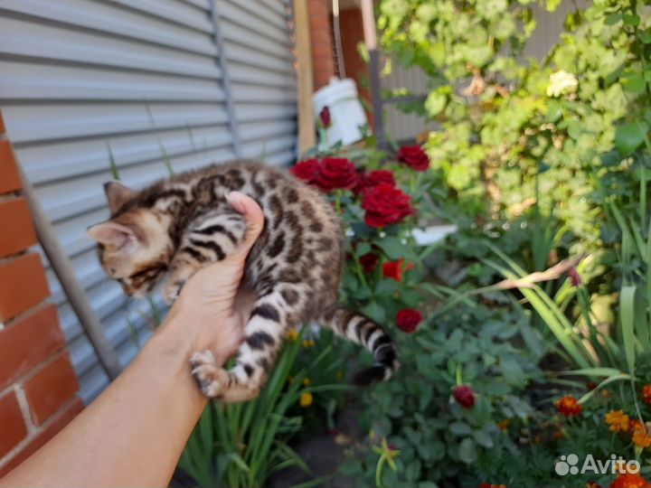 Бенгальская кошечка