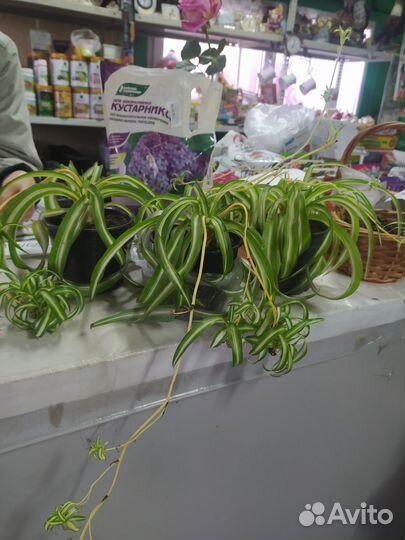 Хлорофитум хохлатый