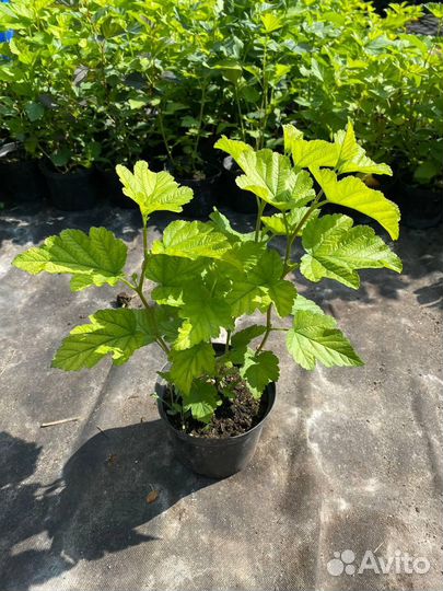 Пузыреплодник “Дартс Голд»