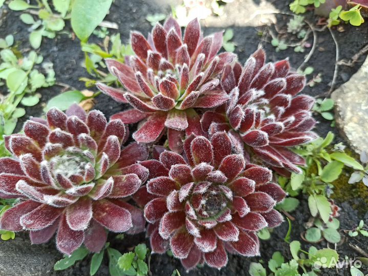 Молодило набор