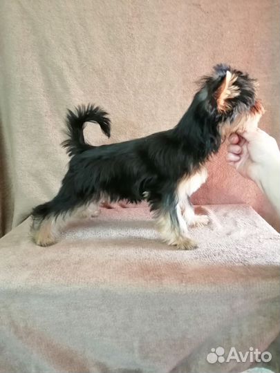 Йоркширский терьер