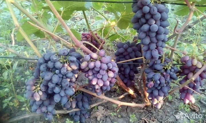 Саженцы винограда