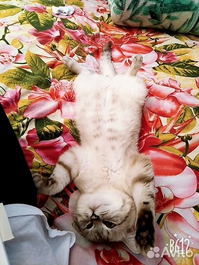 Кот на вязку