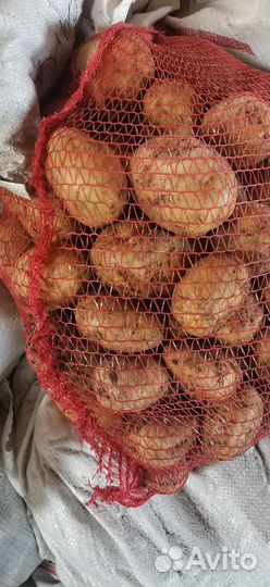 Продам картофель с доставкой