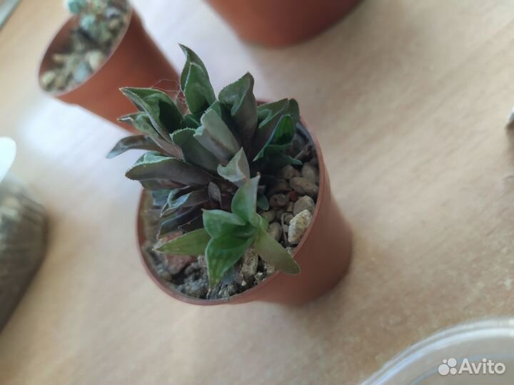 Кактусы и суккуленты